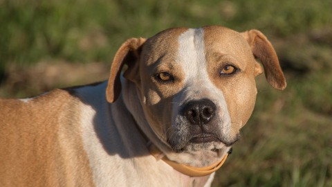 Buurtbewoner Staatsliedenwijk waarschuwt voor agressieve hond