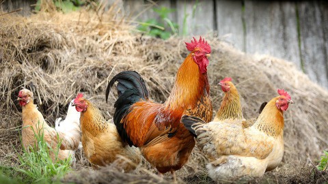 Animal Rights: beelden kippenstal zijn echt