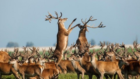 Vlees afgeschoten herten gaat naar Amsterdamse wildgroothandel