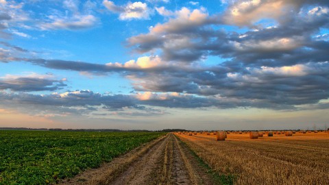 Minder oogst door droogte