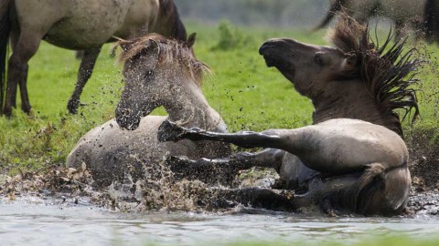 Paarden verlaten Oostvaardersveld