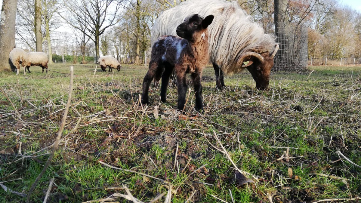 Bijzonder eerste lam voor Stad & Natuur