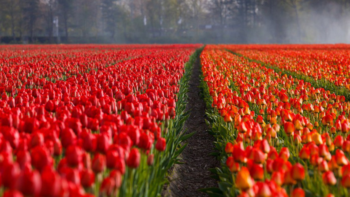 Raad wil opheldering van college over informatie rond Floriade