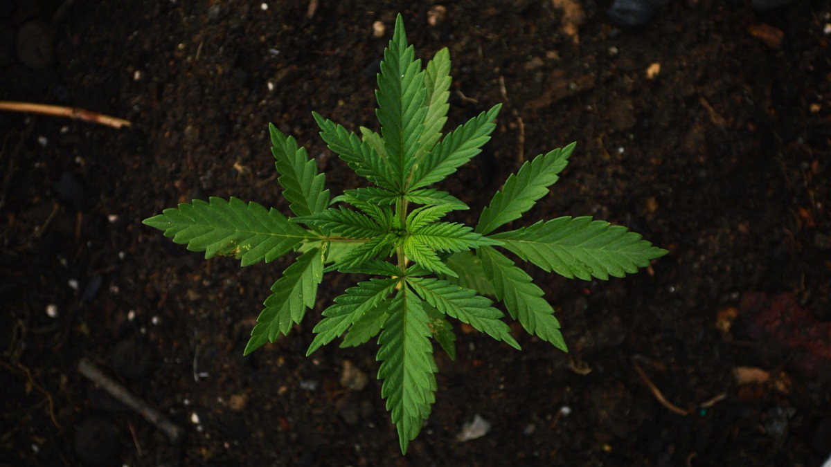 Drie verdachten aangehouden om wietplantage