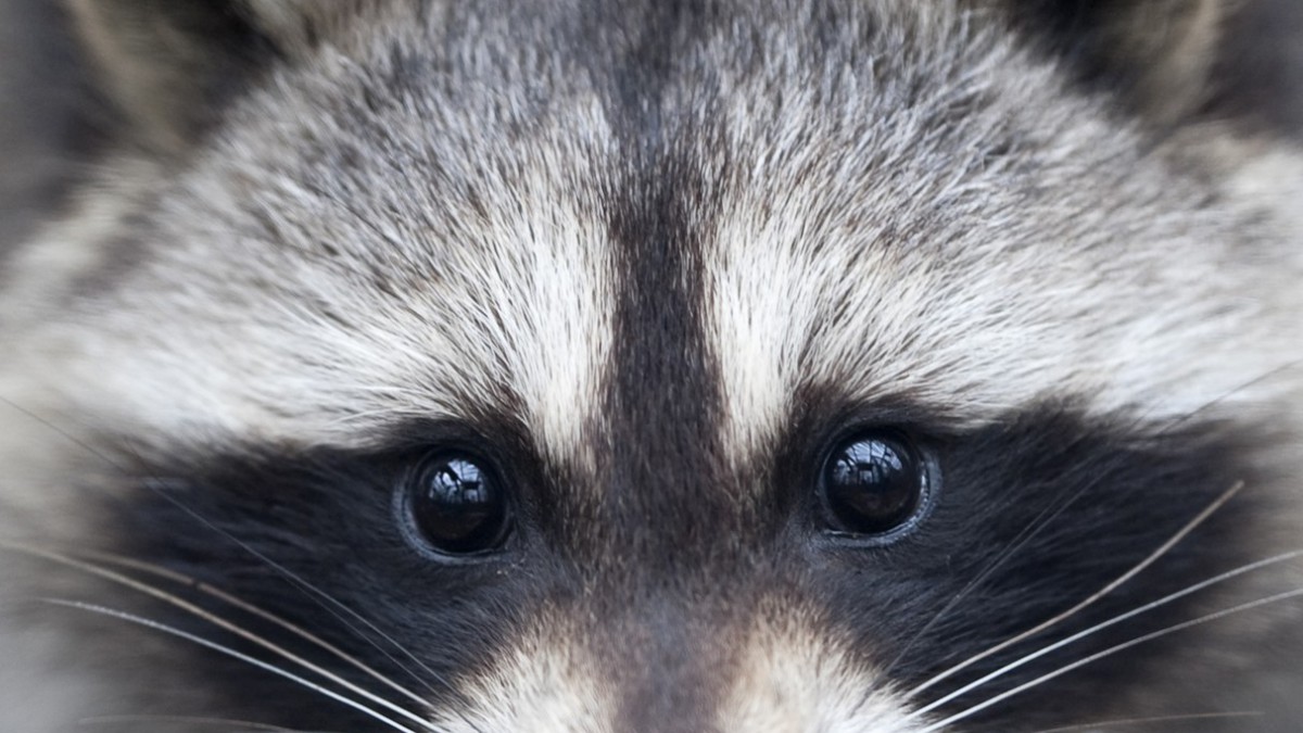 Eerste wasbeer uit speciale vangkooi naar stichting AAP 