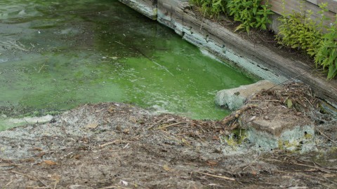 Blauwalg steekt de kop weer op 