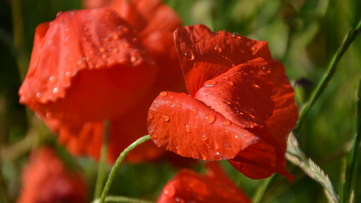 8.700 tegels ingeruild voor gratis plant