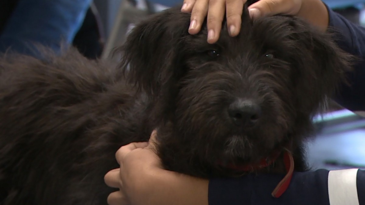 Een hond op school voor overprikkelde leerlingen