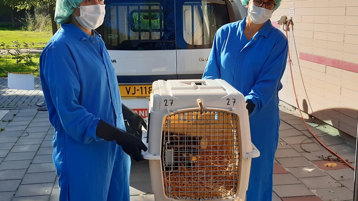 Eerste wasberen uit Limburg bij AAP