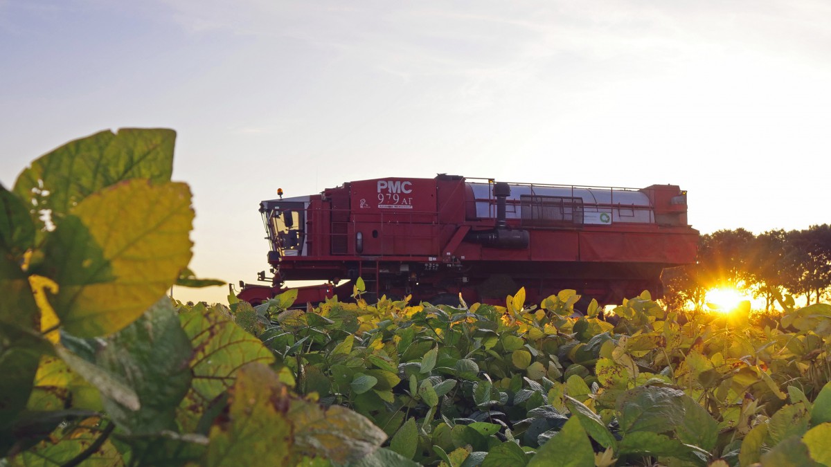 Eerste verse soja oogst in Flevoland geslaagd