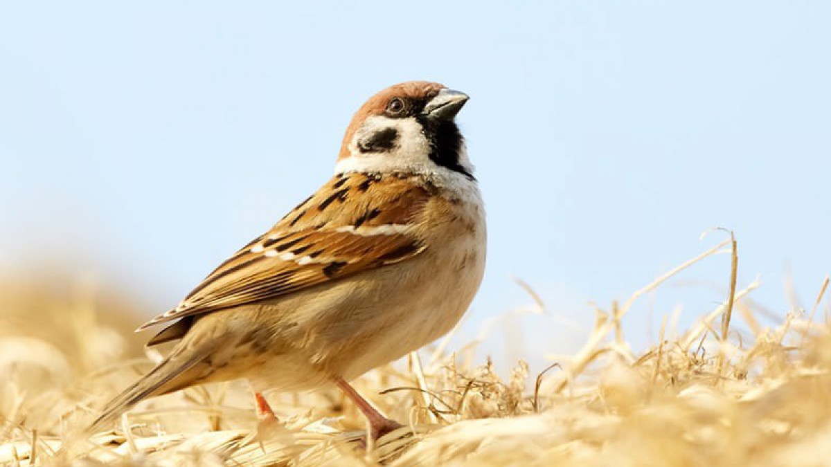 Richt je tuin diervriendelijk in