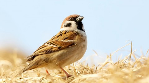 Richt je tuin diervriendelijk in 