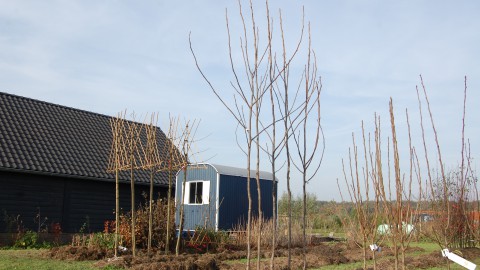 Eerste fruitbomen uit Almeerse klei