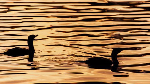 Dierenorganisaties doen vandaag aangifte tegen Grapperhaus