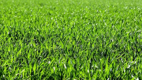 Tuinbouwraad houdt vertrouwen in organisatie Floriade