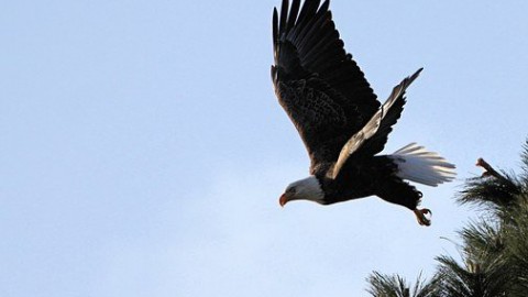 Zeearenden bouwen nieuw nest in Oostvaardersplassen 