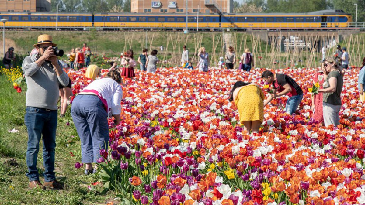 Tulpen plukken in het Odeonpark