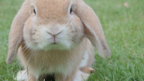 Vrouw hield ondervoede cavia's en konijnen in vieze hokken 