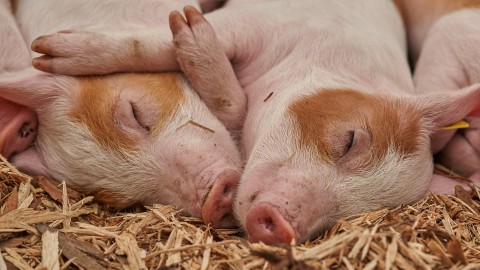 Acht biggetjes geboren bij kinderboerderij De Beestenbende.