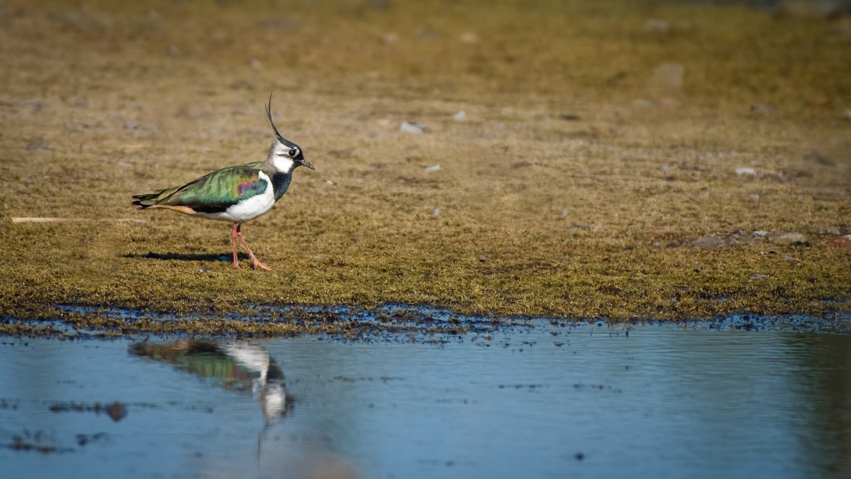 Geen geld meer voor agrarisch natuurbeheer