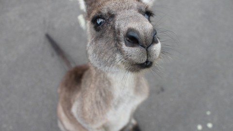 'Achterhoekse' wallaby gevangen en naar AAP gebracht