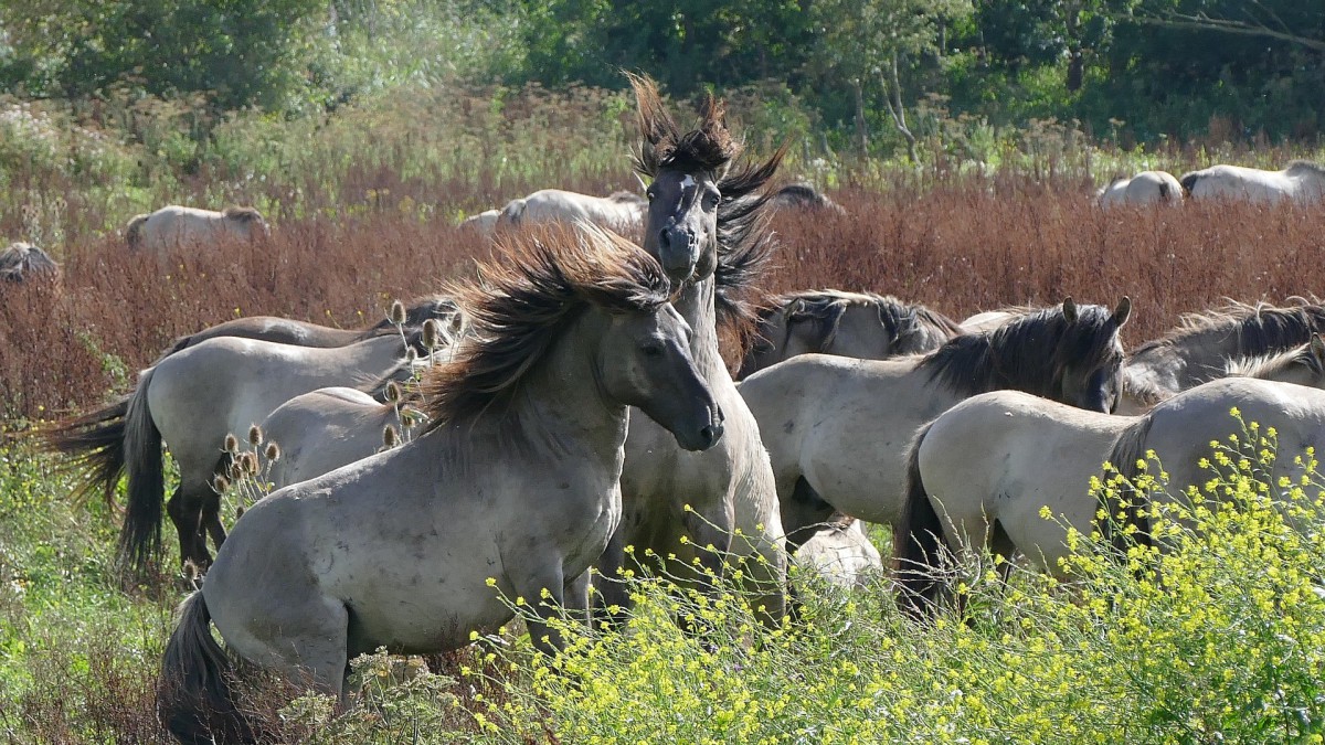 Magere konikpaarden in Spanje 'hebben parasiet'