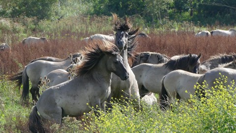 Laatste groep konikpaarden aangekomen in Wit-Rusland