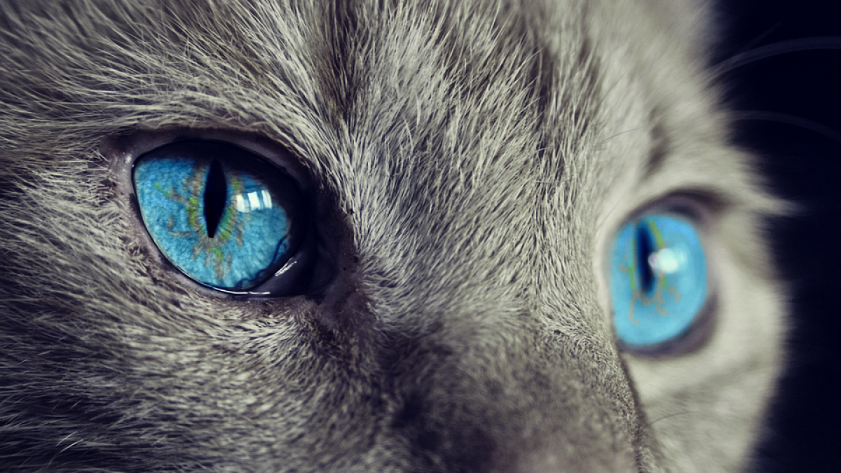 Dierenthuis: 