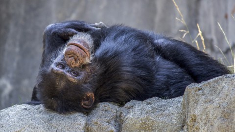 Dierenbeschermingsorganisaties waarschuwen vakantiegangers: 'Ga niet naar attracties met wilde dieren!'