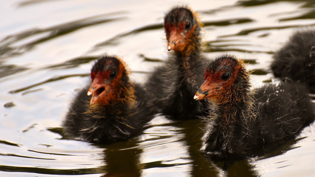 Meerkoetenmoeder vergist zich in de tijd van het jaar