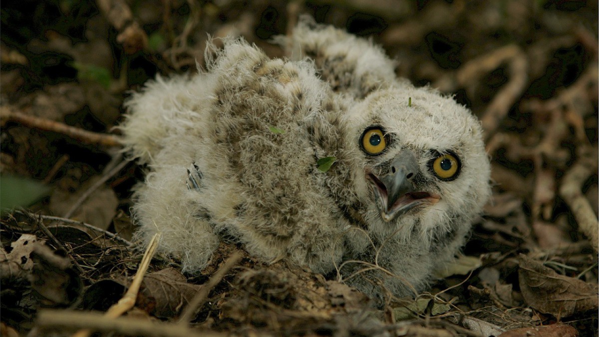 Ouderloze baby-uil gevonden in Noorderplassen