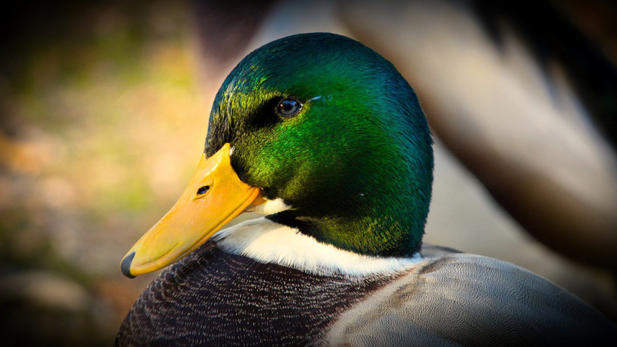 Voer eendjes geen brood