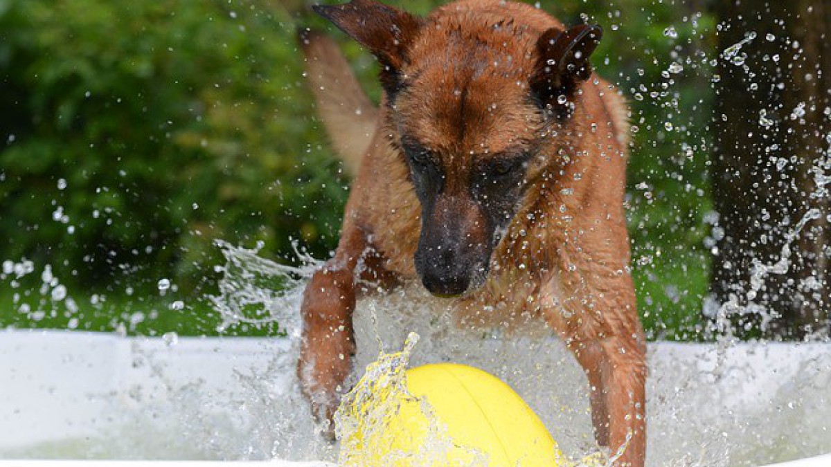 Dierenasiel start crowdfunding voor verrijkingobjecten