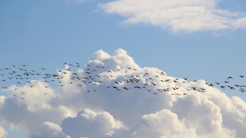 Minister gaat kijken naar situatie vogelopgang 