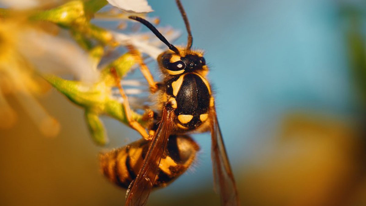 Verjaag wespen met deze vier tips!