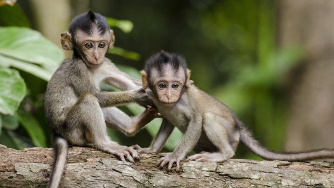 Geredde dieren door Stichting AAP 