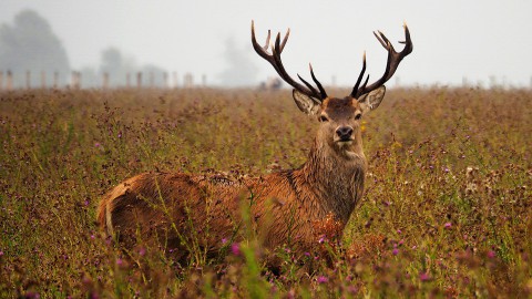 Uitstel afschot herten Oostvaardersplassen