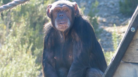 Stichting AAP luidt noodklok over handel in exotische dieren