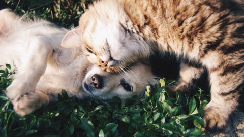 Werelddierendag