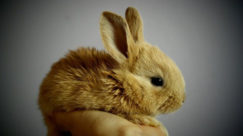 Week zonder vlees: De 6 leukste dierenplekken in Almere