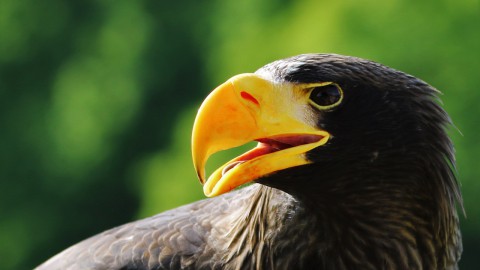 Geen zeearendjongen in Oostvaardersplassen