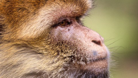 Update: Ontsnapte berberaap bij stichting AAP gevangen