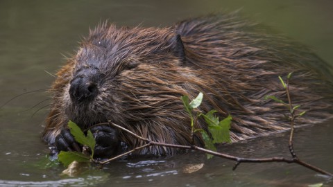 Wisselende reacties op bever als Floriademascotte 