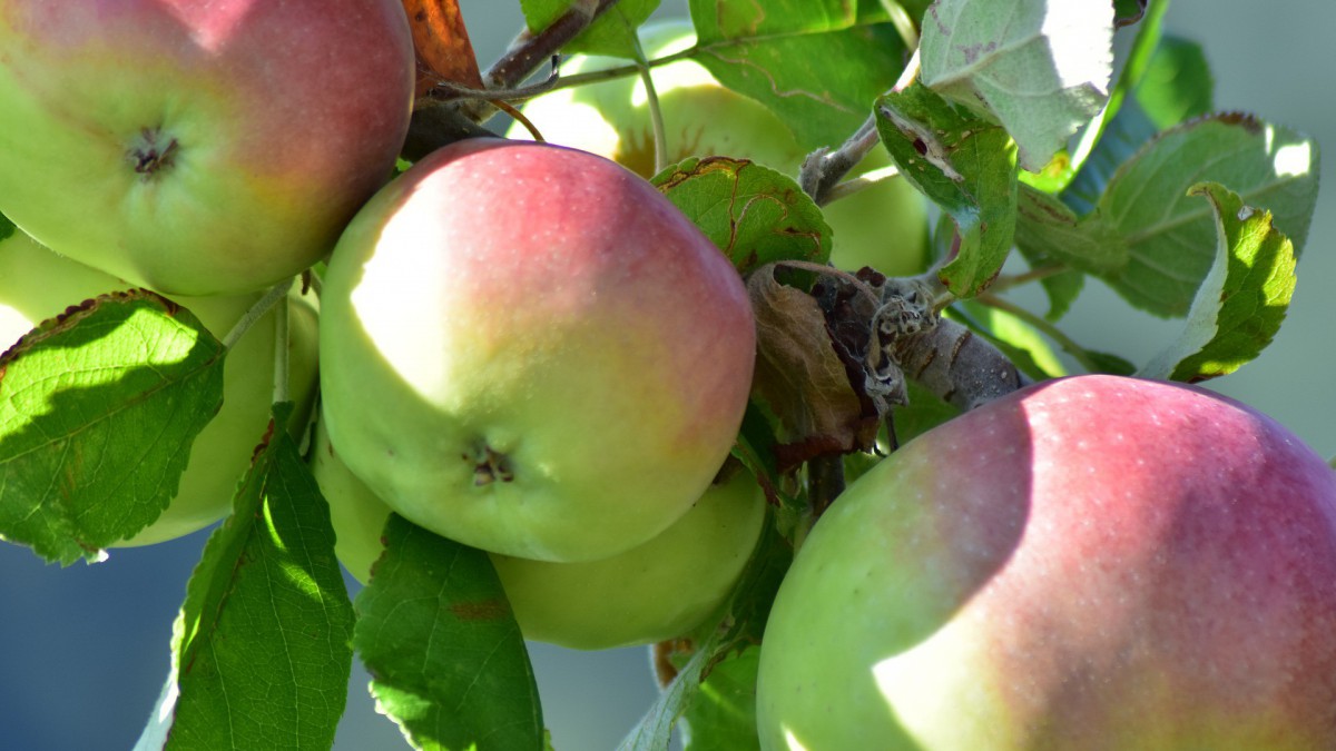 Schilderen in de Appelboomgaard