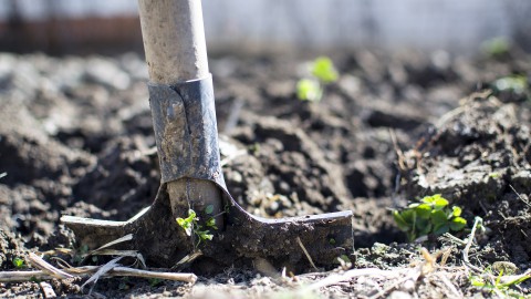 Begin een voedselbos in uw omgeving