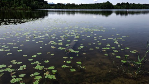 Vaker maaien om 'moeras van waterplanten' te voorkomen