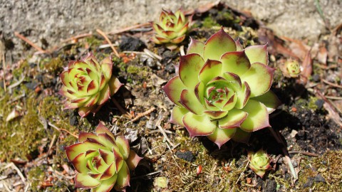 Bushokjes krijgen een groen dak