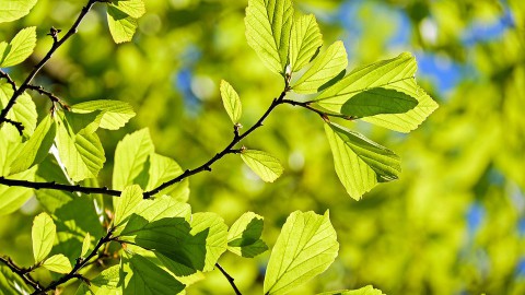 Drie miljoen extra bomen in Flevoland