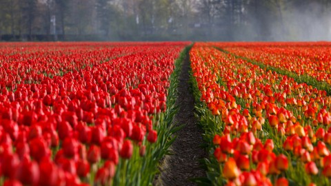 'Ga op tijd naar de tulpenvelden en wacht niet tot het einde'