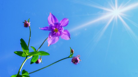 Floriade wacht nog steeds op eerste sponsoren